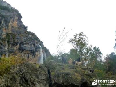 Cazorla - Río Borosa - Guadalquivir; senderismo almeria la najarra los cerezos en flor